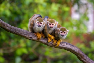 Monkeys in the Amazon Rainforest
