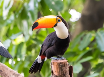 Toucan bird at Amazon Rainforest - Latin America tours - CME