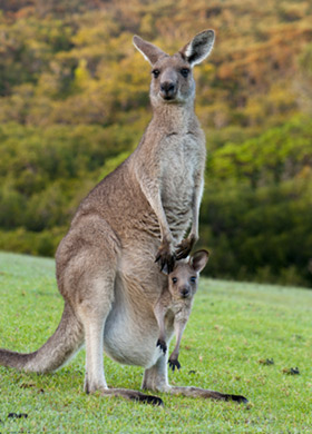 kangaroo, Australia and New Zealand tour