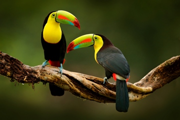 Toucans in Costa Rica - Latin America tours
