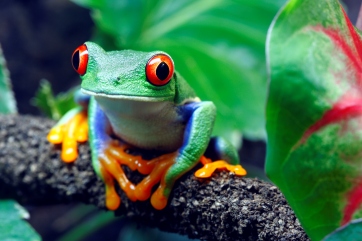 red-eyed tree frog in Costa Rica, Latin America tour