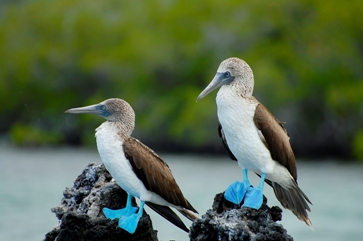 Bluefoot birds in Galapagos, Latin America tour
