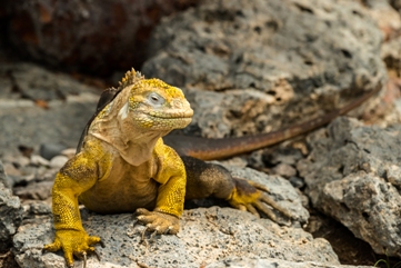 Iguana in Galapagos, Latin America tour
