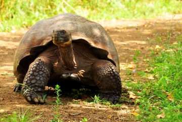 Tortoise in Galapagos, Latin America tour
