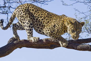 Leopard - Africa Wildlife tour