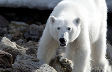 Polar Bear - Artic tours