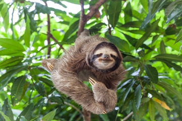 Sloth in Costa Rica park