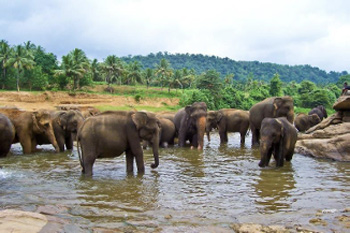 Elephants Sri Lanka CME Tour AAPI Doctors
