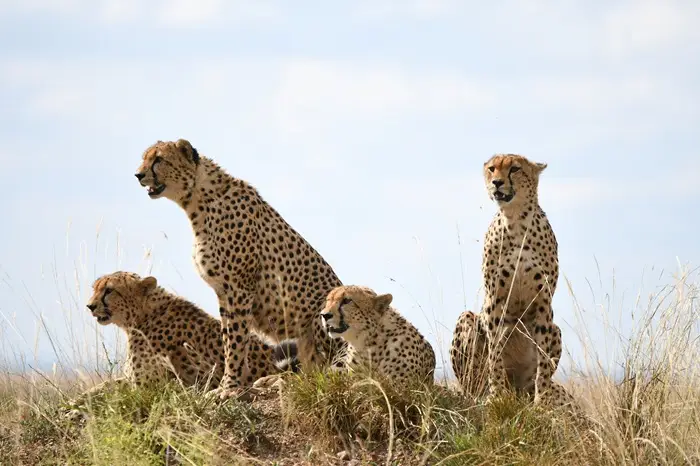 Cheetah