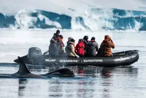 Antarctica – Whale 2