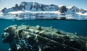 Antarctica – Whale 3