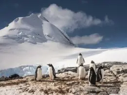 Antarctica – Whale 4